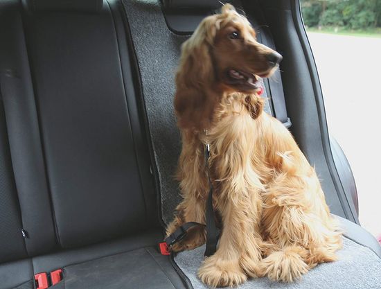 Dog Car Lead Strap On Back Seat
