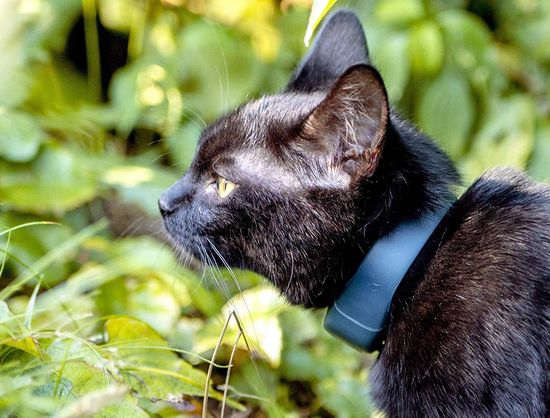 Proximity Cat GPS In Blue On Black Cat