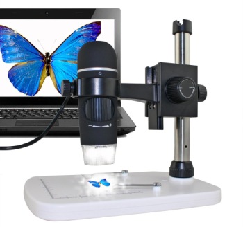 Microscope Evaluating Blue Butterfly