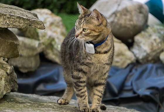 Cat Tracking Device Collar On Black Strap