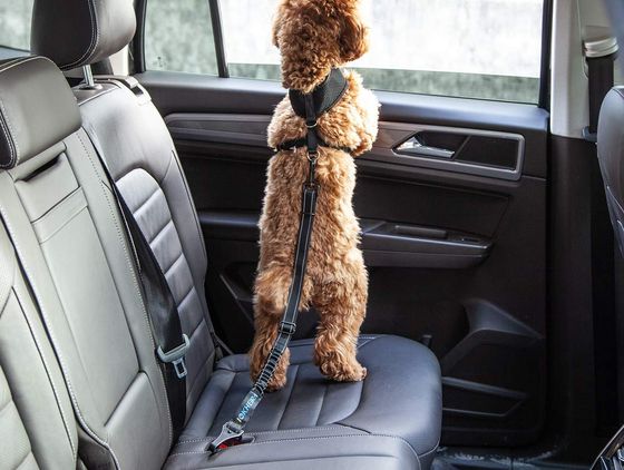 Pet Seat Belt On Brown Cockapoo