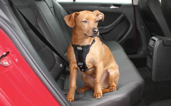 Crash Tested Dog Harness In Black