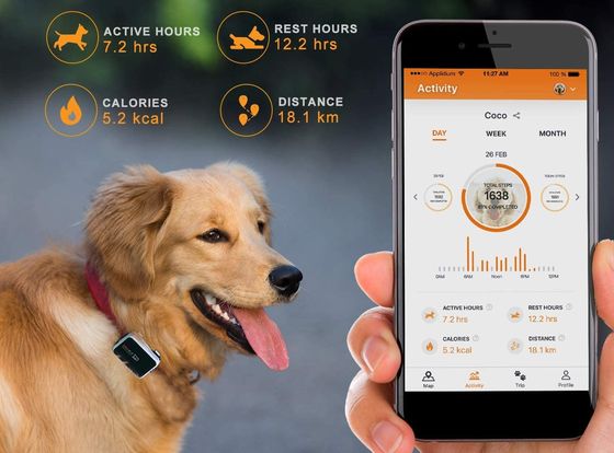 Pawfit Dog GPS Tracker White Dog GPS Tracker On Collar