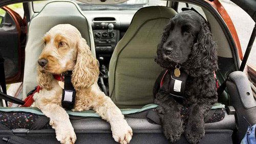 2 Dogs At Vehicle Window