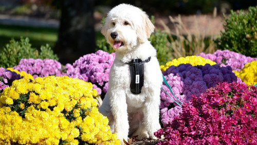 Small Dog With Strap Near Flowers