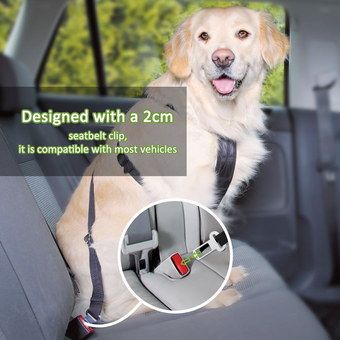 Heavy-Duty Car Restraints For Dogs Worn By Labrador