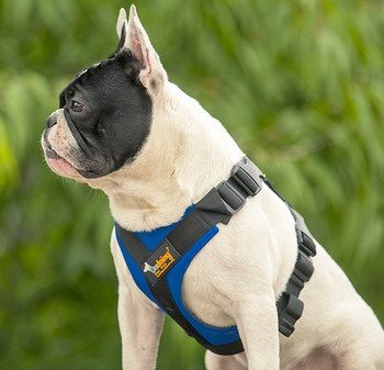 Cross Dog Car Seat Belt Harness In Black, Blue