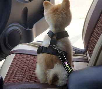 Car Harness For Small Dog With Yellow Logo